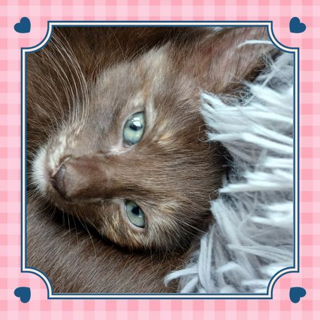 Queenie vom Nebelsee