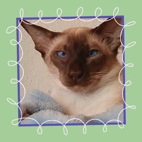 Champion Triano de la Diosa Bastet