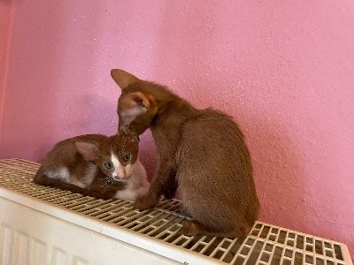 Quirin mit seiner cinnamon Schwester